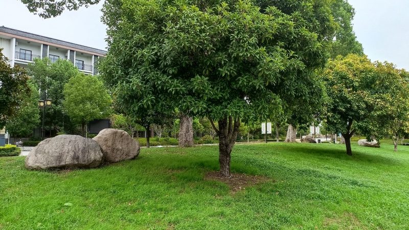室内绿植租摆，如何选择适宜品种？**