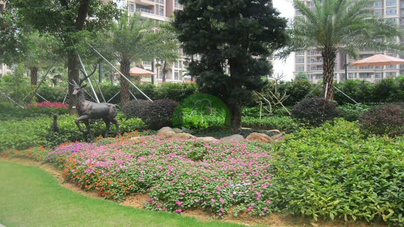 办公楼屋顶绿化，如何选择适宜植物？**